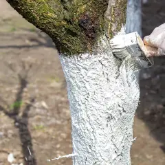 Rękawiczka w białej farbie maluje pędzelkiem pień drzewka. Do wapna do malowania drzewek dodaje się czasem np. kazeinę.