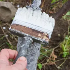 Jak wysoko malować drzewa wapnem, aby osiągnąć najlepsze efekty?