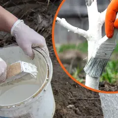 Rękawiczki i pędzel zanurzone w wiadrze z wapnem. Jak przygotować wapno do bielenia drzew, by chronić je zimą.