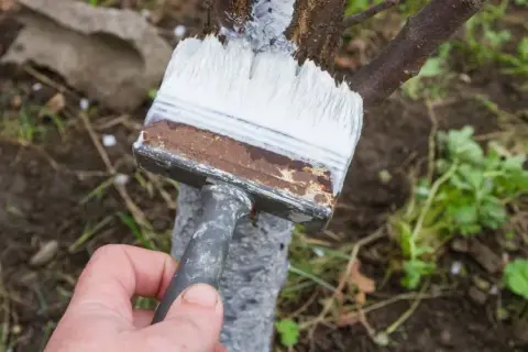 Jak wysoko malować drzewa wapnem, aby osiągnąć najlepsze efekty?