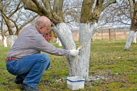 Mężczyzna w ogrodzie maluje pnie drzew wapnem. Pokazuje, jak przygotować wapno do malowania ścian, ale w tym przypadku do ochrony drzew.