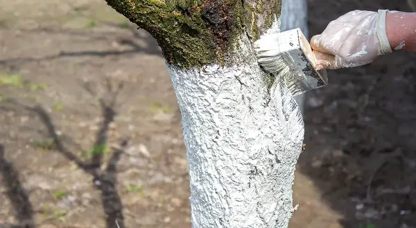 Rękawiczka w białej farbie maluje pędzelkiem pień drzewka. Do wapna do malowania drzewek dodaje się czasem np. kazeinę.