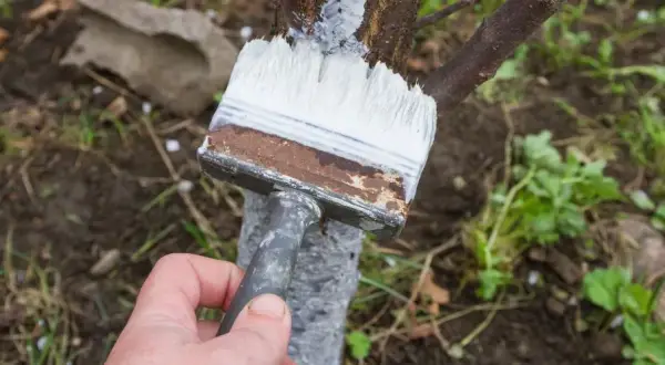 Jak wysoko malować drzewa wapnem, aby osiągnąć najlepsze efekty?