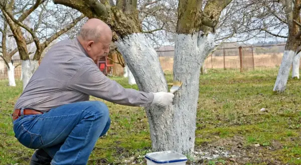 Mężczyzna w ogrodzie maluje pnie drzew wapnem. Pokazuje, jak przygotować wapno do malowania ścian, ale w tym przypadku do ochrony drzew.