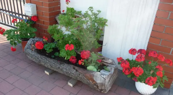 Jak zrobić donice z pnia drzewa? Oto przykład: drewniana kora, czerwone pelargonie i zielone rośliny tworzą naturalną ozdobę.