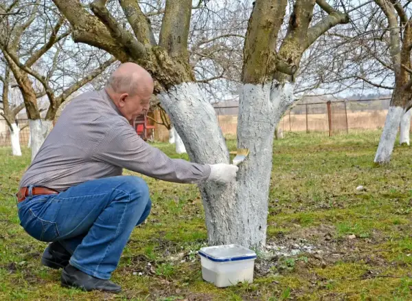 Mężczyzna w ogrodzie maluje pnie drzew wapnem. Pokazuje, jak przygotować wapno do malowania ścian, ale w tym przypadku do ochrony drzew.